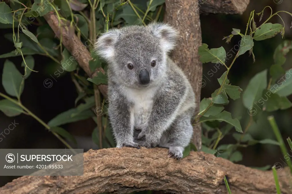 Queensland Koala (Phascolarctos cinereus adustus) juvenile, Lone Pine Koala Sanctuary, Brisbane, Australia