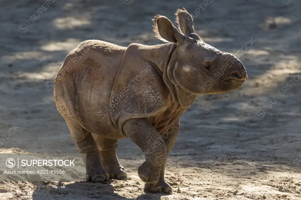 Indian Rhinoceros (Rhinoceros unicornis) calf, native to Asia