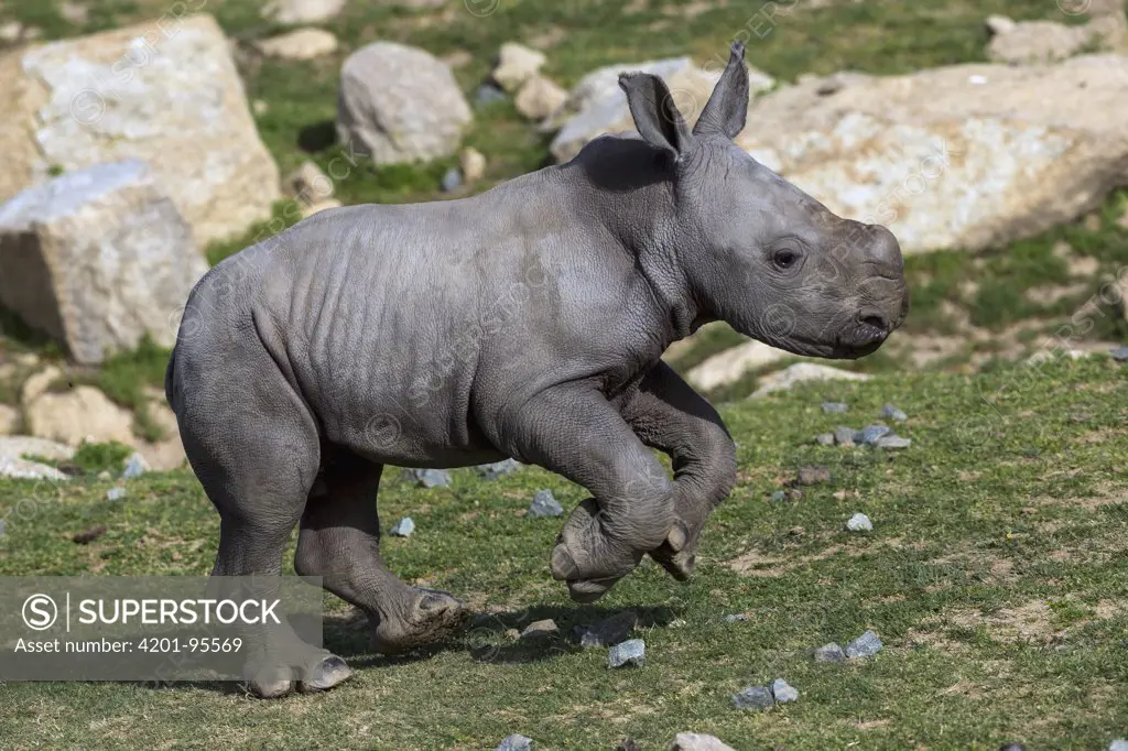 White Rhinoceros (Ceratotherium simum) calf running, native to Africa
