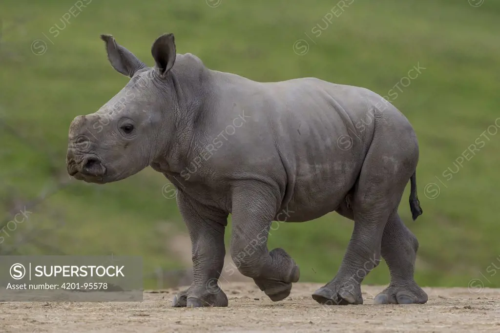 White Rhinoceros (Ceratotherium simum) calf, native to Africa