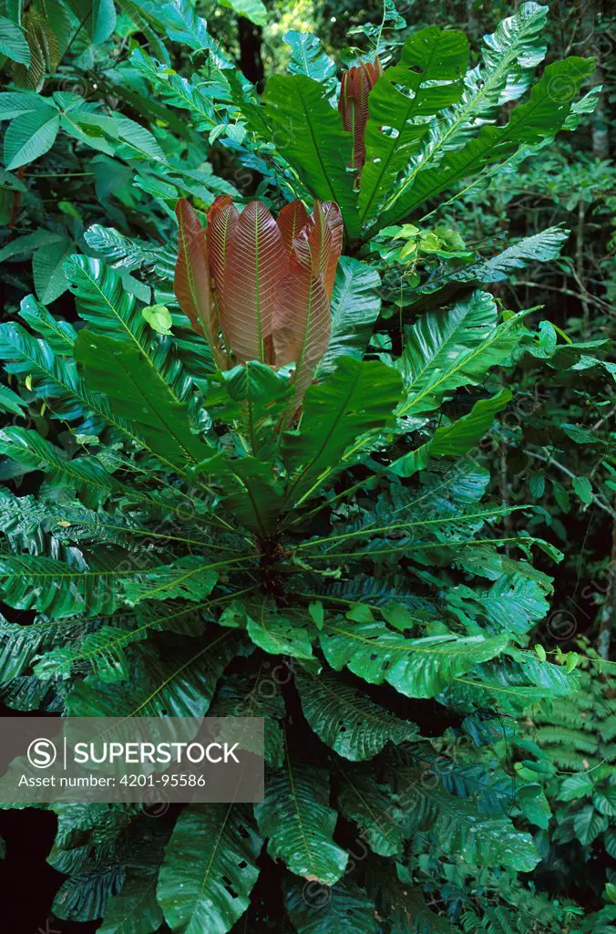 Rainforest vegetation, Soberania National Park, Panama