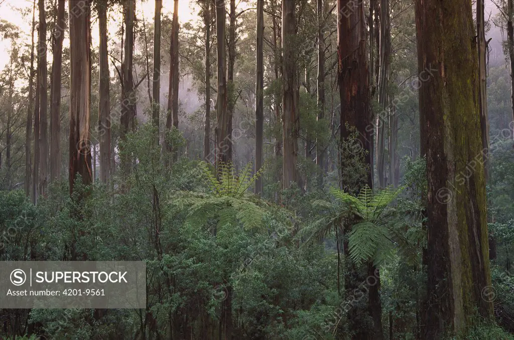 Mountain-ash (Eucalyptus regnans) forest, Dandenong Ranges National Park, Victoria, Australia