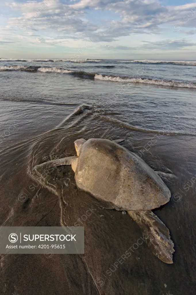 Olive Ridley Sea Turtle (Lepidochelys olivacea) female returning to sea after laying eggs, Ostional Beach, Costa Rica