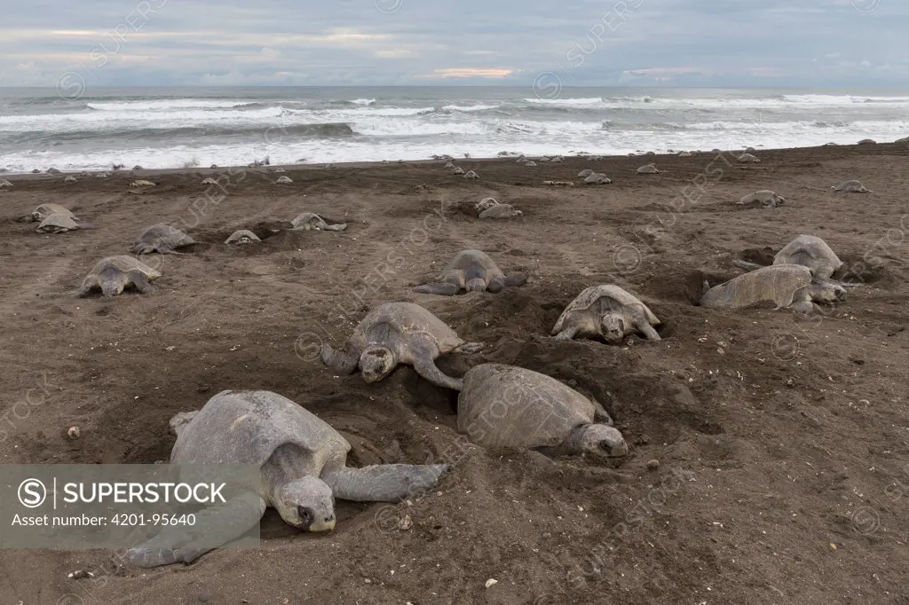 Olive Ridley Sea Turtle (Lepidochelys olivacea) females digging nests on beach in which to lay eggs, Ostional Beach, Costa Rica