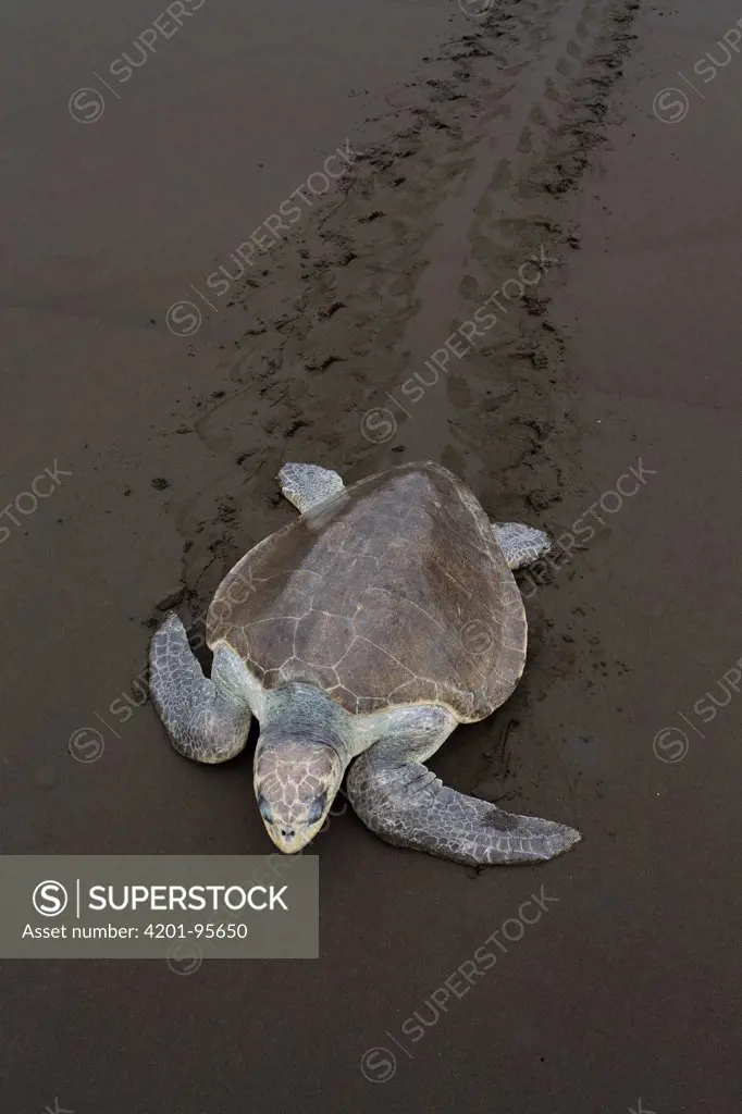 Olive Ridley Sea Turtle (Lepidochelys olivacea) female returning to sea after laying eggs, Ostional Beach, Costa Rica