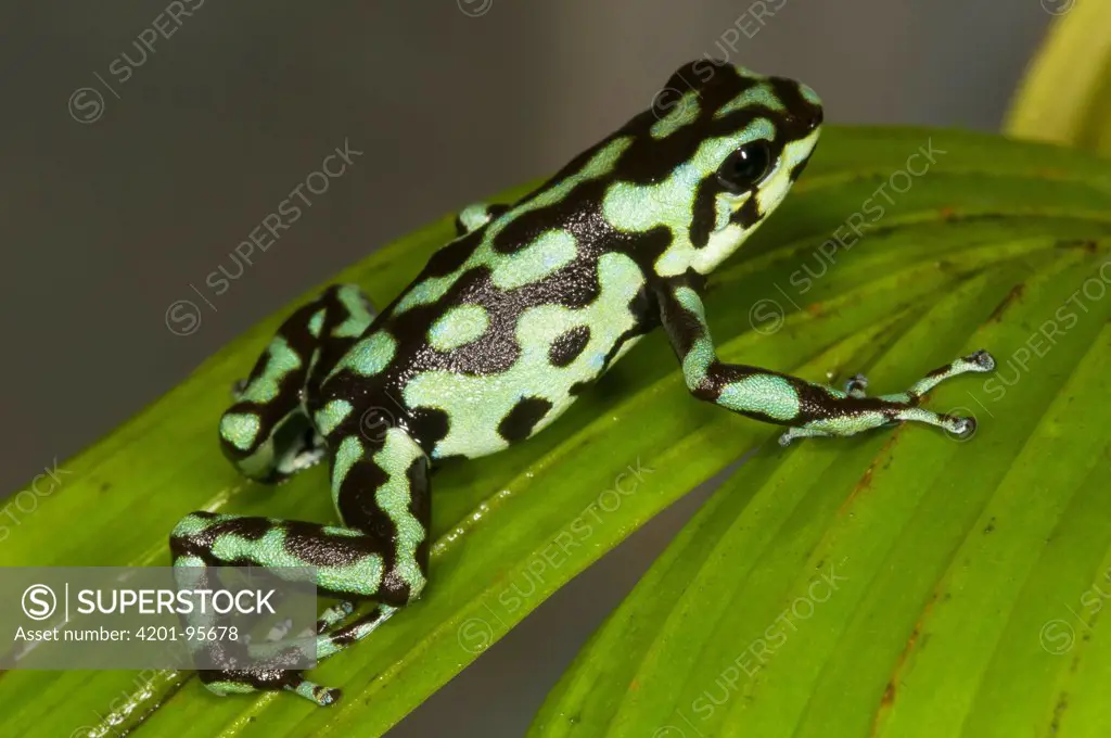 Vicente's Poison Frog (Dendrobates vicentei), native to Panama