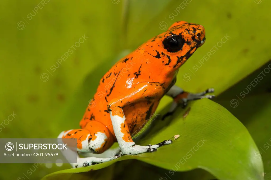 Splendid Poison Dart Frog (Dendrobates sylvaticus), native to South America