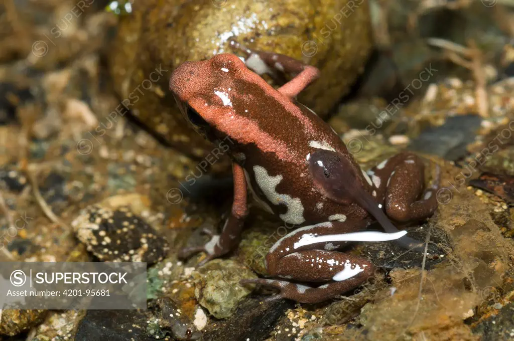 Cauca Poison Frog (Dendrobates bombetes) male carrying tadpole on his back, Colombia