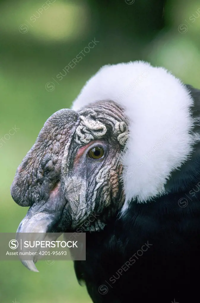 Andean Condor (Vultur gryphus), native to South America