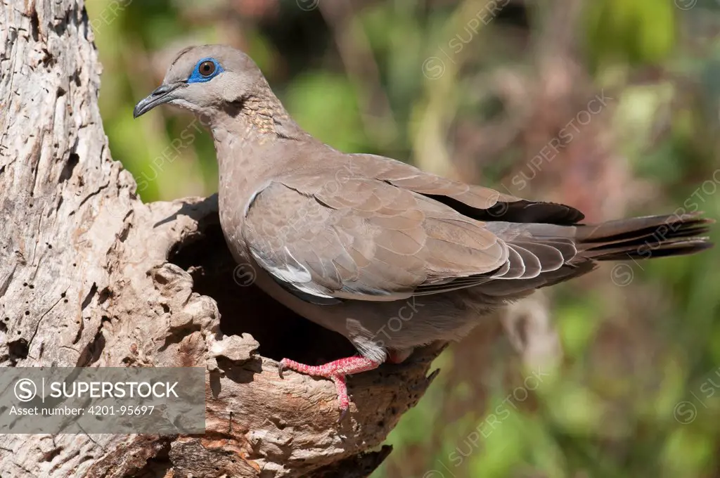 Pacific Dove (Zenaida meloda), Lambayeque, Peru