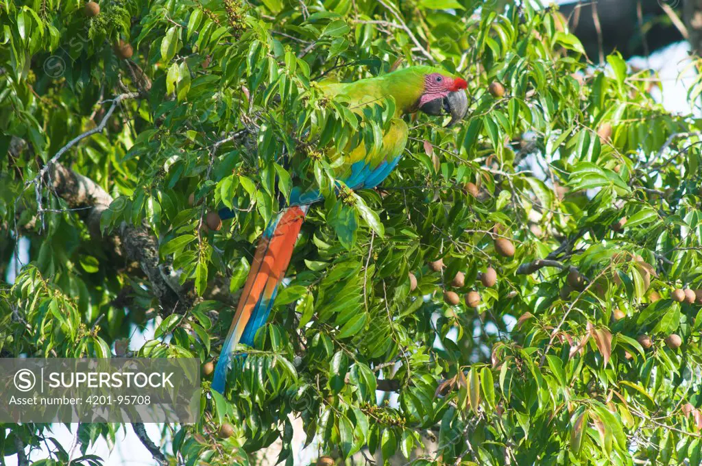 Great Green Macaw (Ara ambigua), native to Central and South America