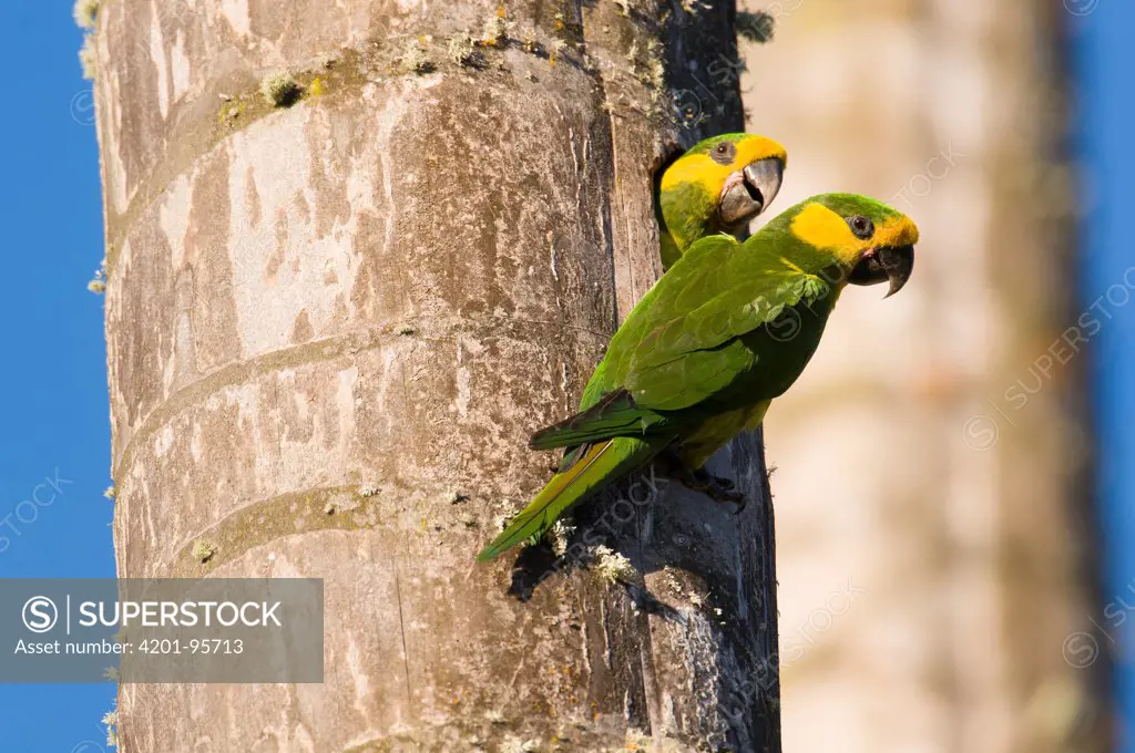 Yellow-eared Parrot (Ognorhynchus icterotis) pair at nest cavity, Colombia