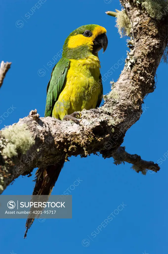 Yellow-eared Parrot (Ognorhynchus icterotis), Colombia