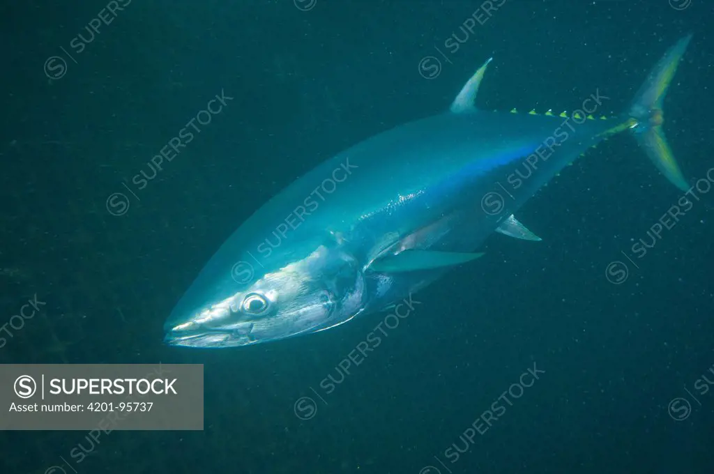 Southern Bluefin Tuna (Thunnus maccoyii) group in aquafarm, Port Lincoln, South Australia, Australia