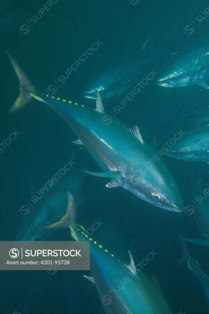 Southern Bluefin Tuna (Thunnus maccoyii) group in aquafarm, Port Lincoln, South Australia, Australia