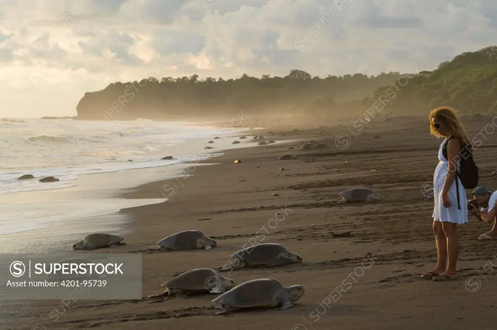 Olive Ridley Sea Turtle (Lepidochelys olivacea) females coming ashore during an arribada nesting event with tourist watching, Ostional Beach, Costa Rica