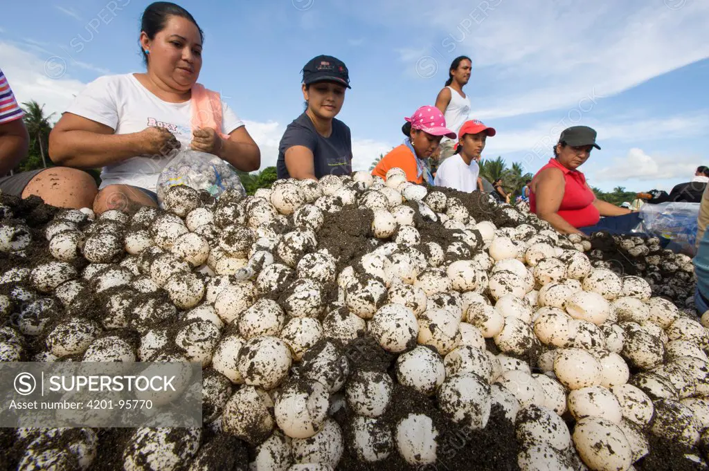 Olive Ridley Sea Turtle (Lepidochelys olivacea) eggs being packaged in plastic bags after harvest, Ostional Beach, Costa Rica