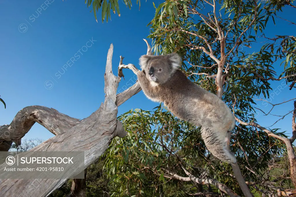 Koala (Phascolarctos cinereus) in tree, Port Lincoln, South Australia, Australia