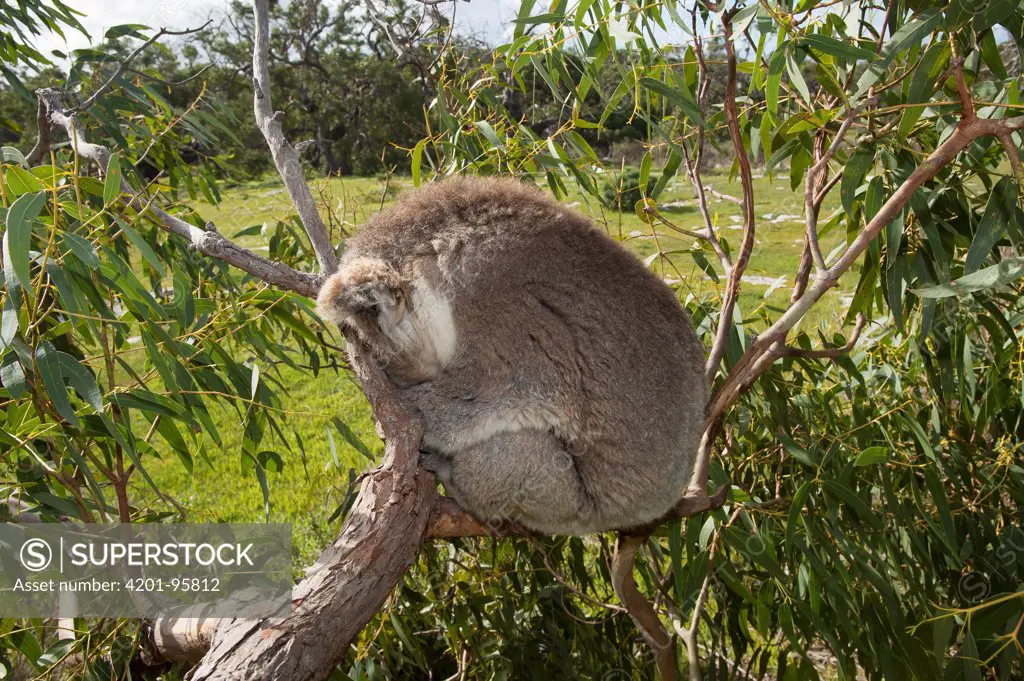 Koala (Phascolarctos cinereus) sleeping in tree, Port Lincoln, South Australia, Australia