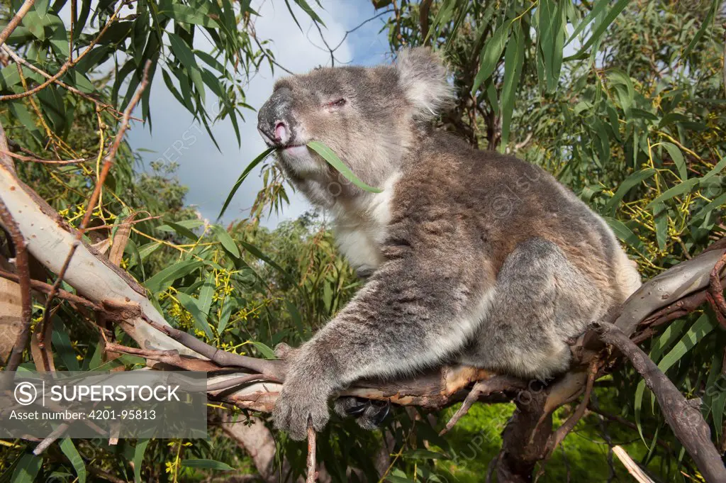 Koala (Phascolarctos cinereus) feeding on Gum Tree (Eucalyptus sp) leaf, Port Lincoln, South Australia, Australia