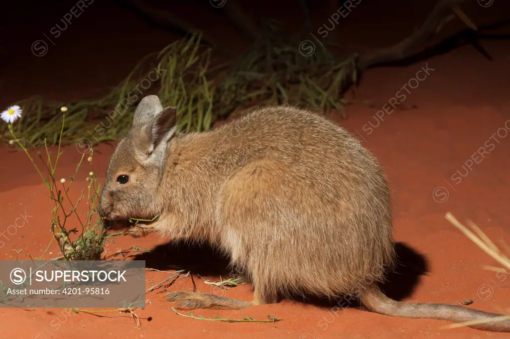 Rufous Hare-wallaby (Lagorchestes hirsutus) feeding on flower, native to Australia