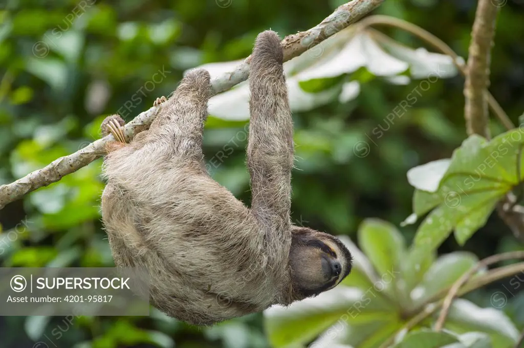 Pale-throated Three-toed Sloth (Bradypus tridactylus) hanging from branch, native to South America