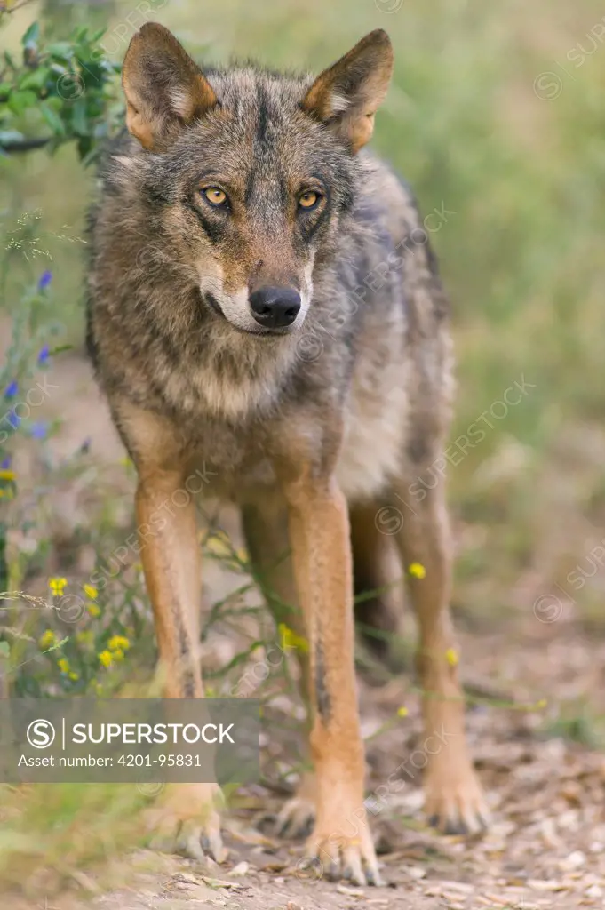 Iberian Wolf (Canis lupus signatus), native to Europe