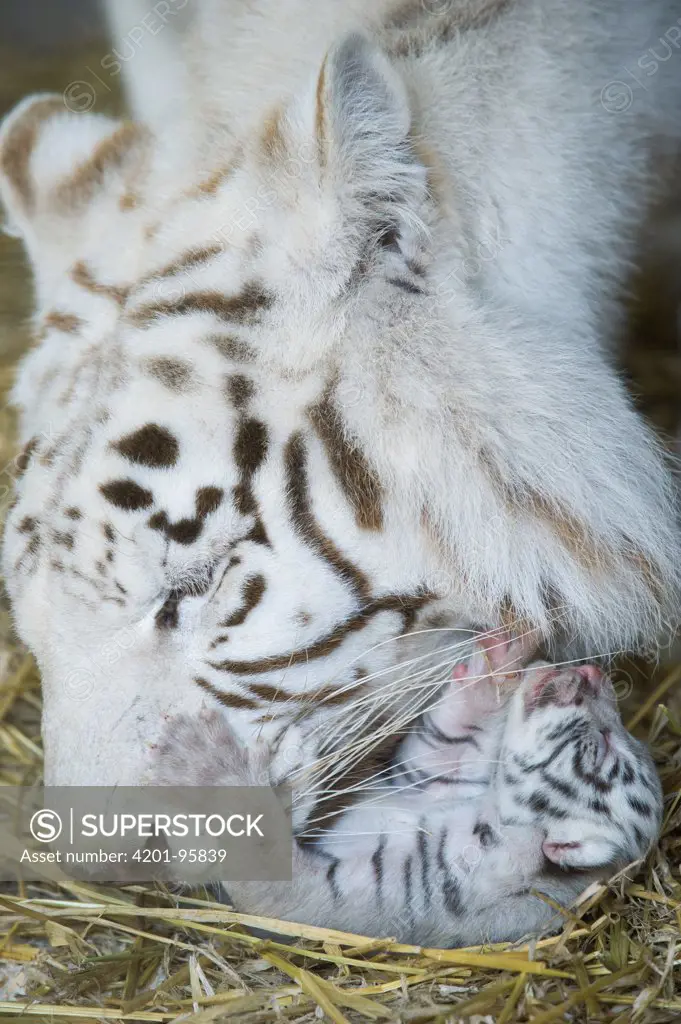 Bengal Tiger (Panthera tigris tigris) white morph mother picking up cub, Belgium