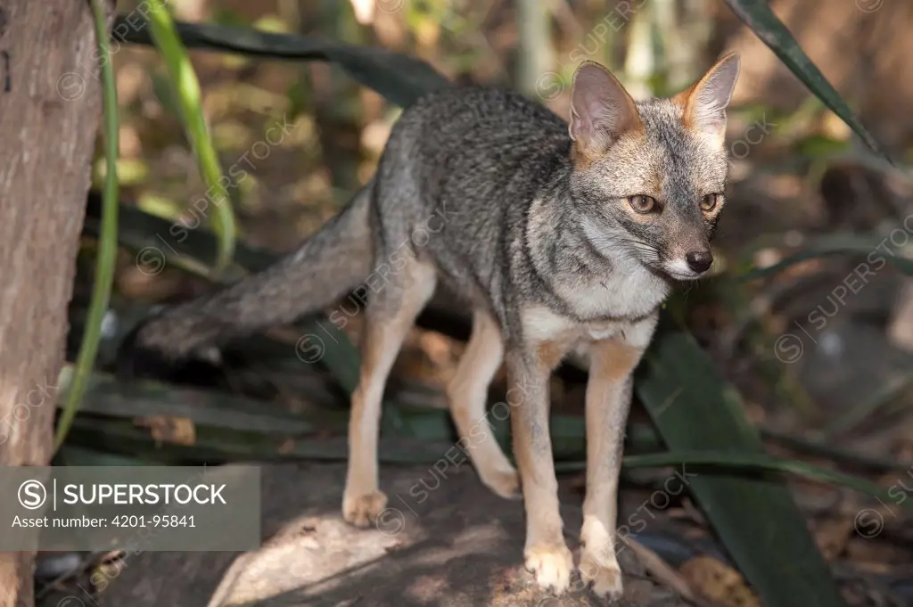 Sechuran Fox (Lycalopex sechurae), Lambayeque, Peru