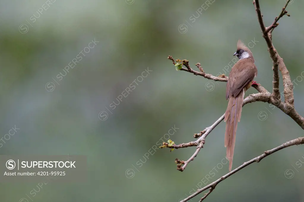 Speckled Mousebird (Colius striatus), Ruvubu National Park, Burundi