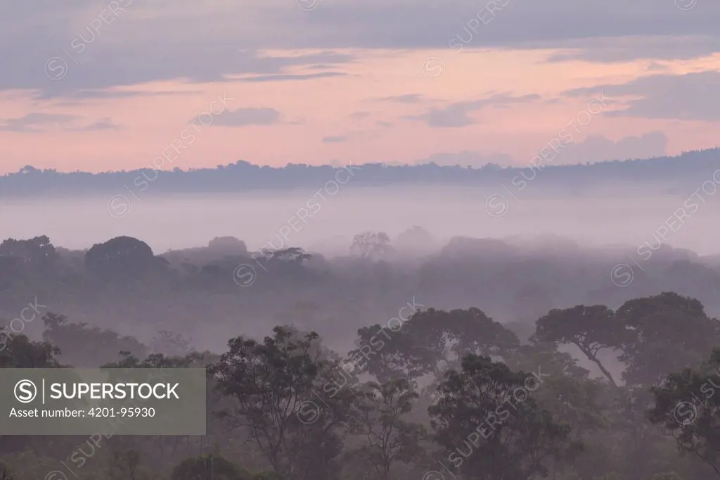 Gallery forest in mist, Ruvubu National Park, Burundi