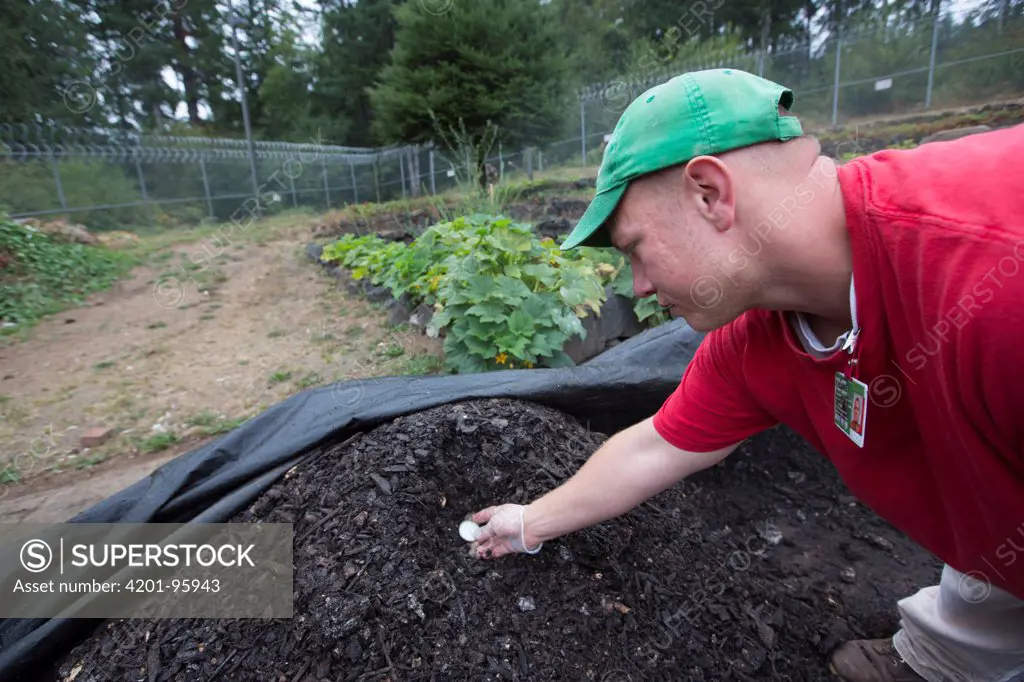 Inmate checking compost as part of sustainability in prison program, Cedar Creek Corrections Center, Washington