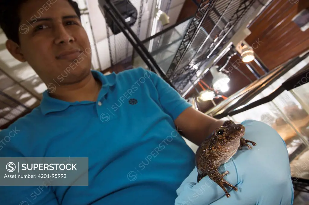 Toad-like Rain Frog (Strabomantis bufoniformis) that is part of captive breeding program, held by biologist, Panama