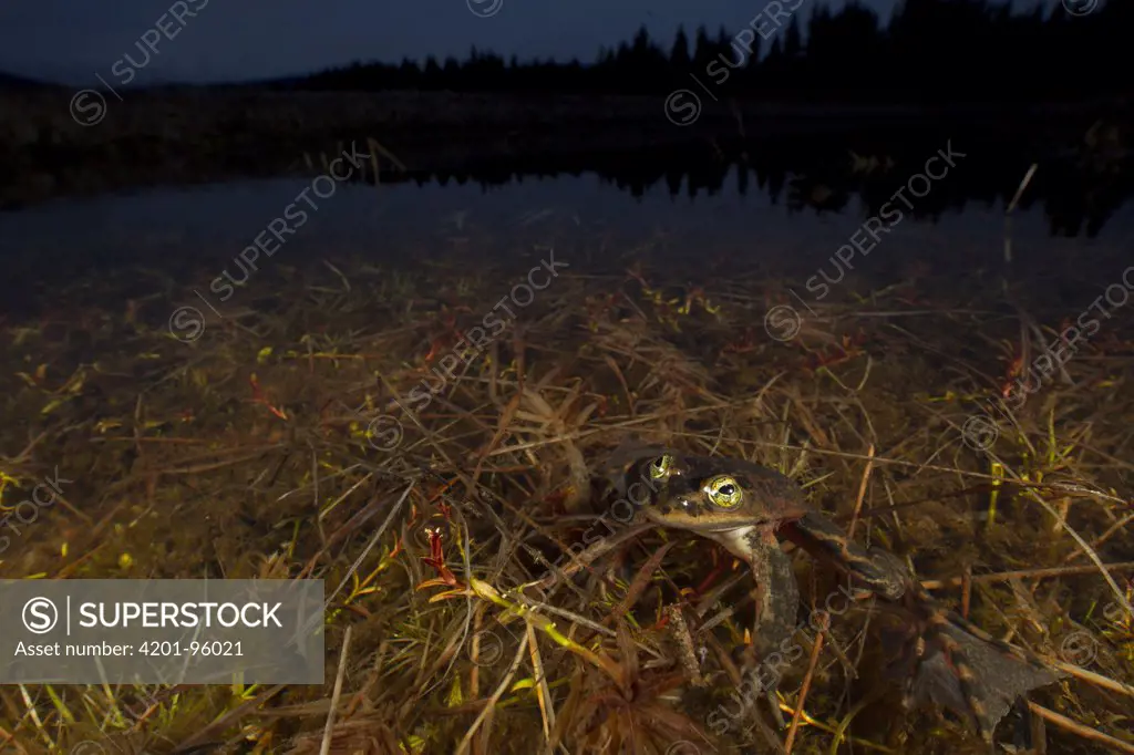 Oregon Spotted Frog (Rana pretiosa) in pond at night, Conboy Lake National Wildlife Refuge, Washington