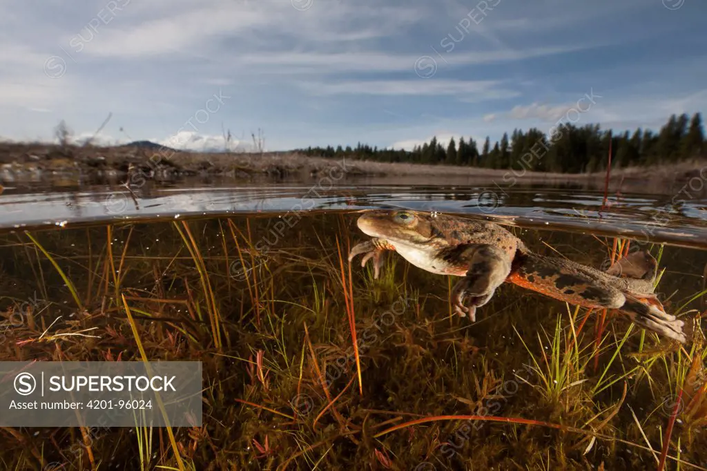 Oregon Spotted Frog (Rana pretiosa) swimming in pond, Conboy Lake National Wildlife Refuge, Washington