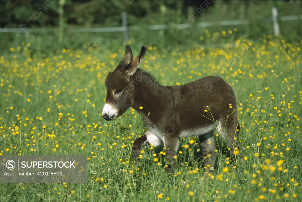 Donkey (Equus asinus) foal in field of flowers, Germany