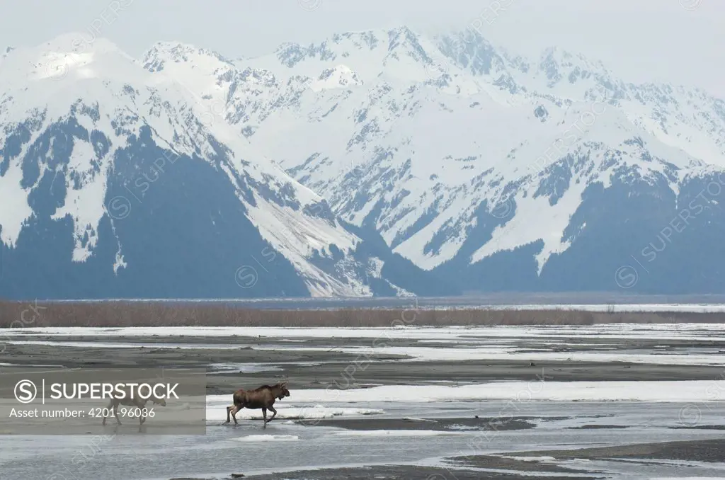 Alaska Moose (Alces alces gigas) females walking through river, Copper River Delta, Alaska