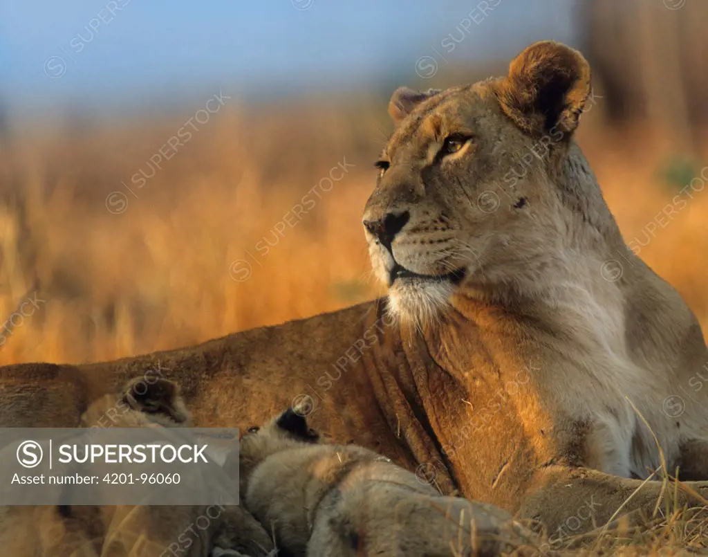 African Lion (Panthera leo) mother nursing cubs, Africa
