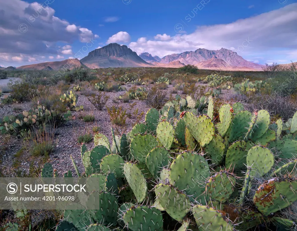 Opuntia (Opuntia sp) cactus, Chisos Mountains, Big Bend National Park, Chihuahuan Desert, Texas