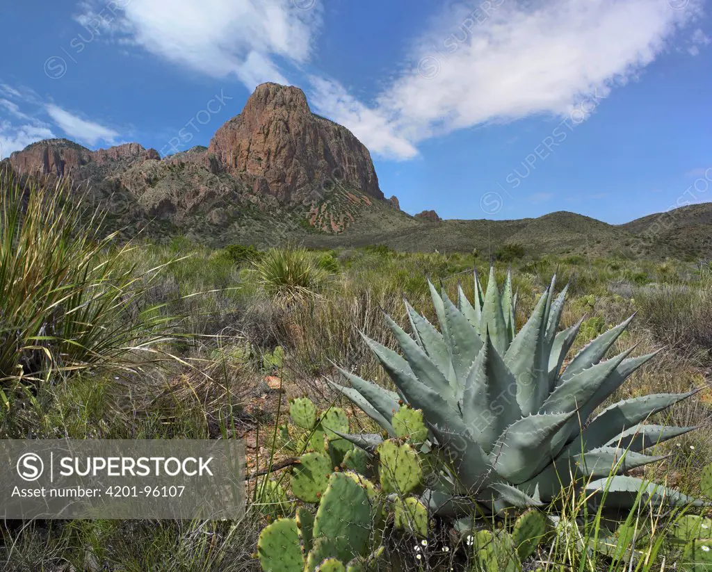 Agave (Agave sp), Emory Peak, Chisos Mountains, Big Bend National Park, Chihuahuan Desert, Texas