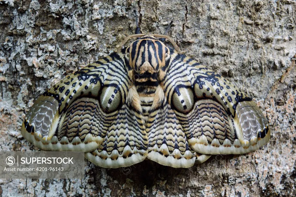 Brahmin Moth (Brahmaea hearseyi) camouflaged on tree trunk, Mount Kiamo, Mindanao Island, Philippines