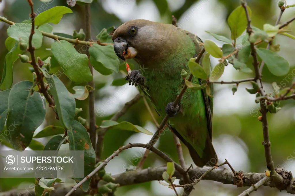 Brown-headed Parrot (Poicephalus cryptoxanthus) feeding on fruit, Kruger National Park, South Africa