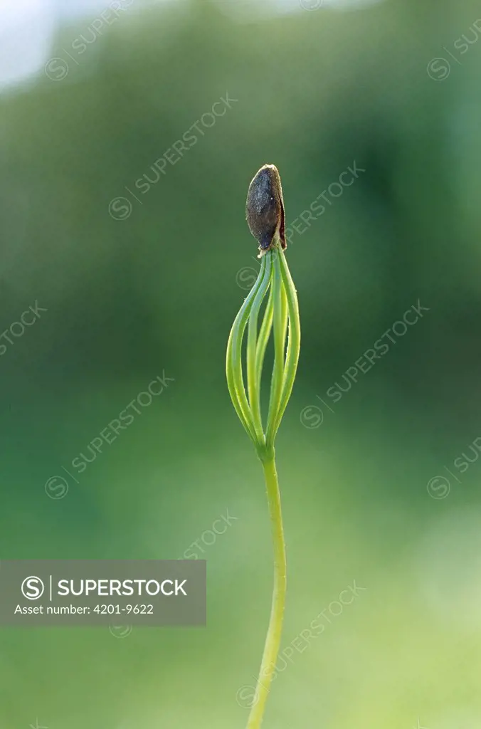 European Larch (Larix decidua) sprout, Germany