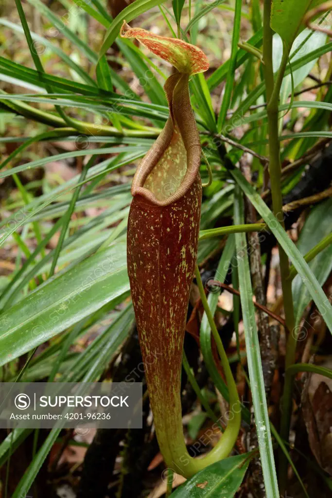 Pitcher Plant (Nepenthes hemsleyana) upper pitcher, Brunei