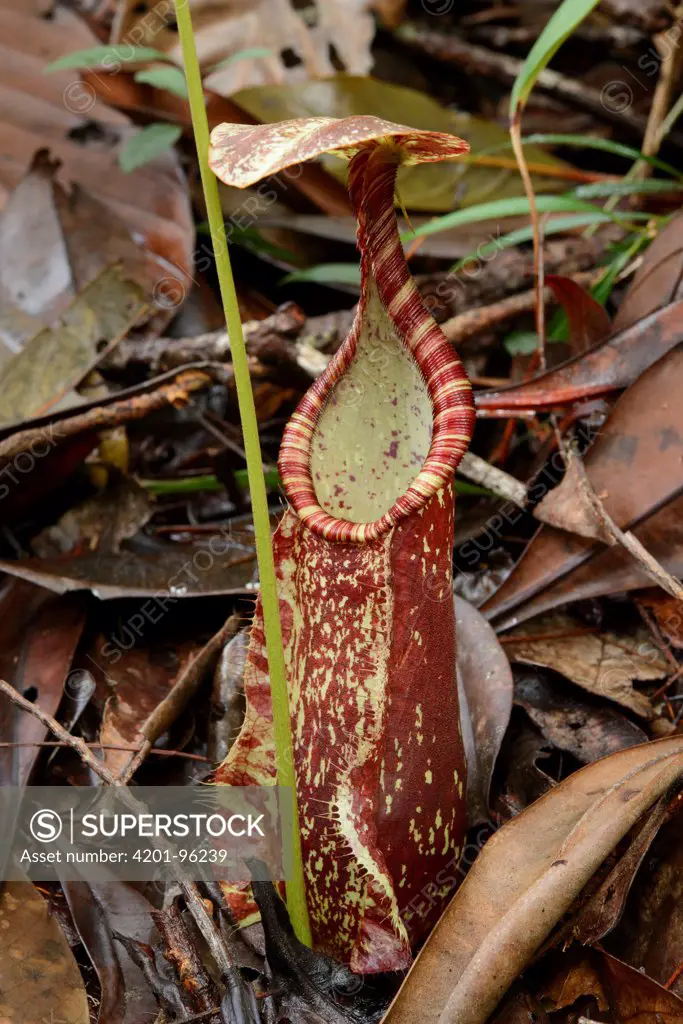 Pitcher Plant (Nepenthes hemsleyana) lower pitcher, Brunei