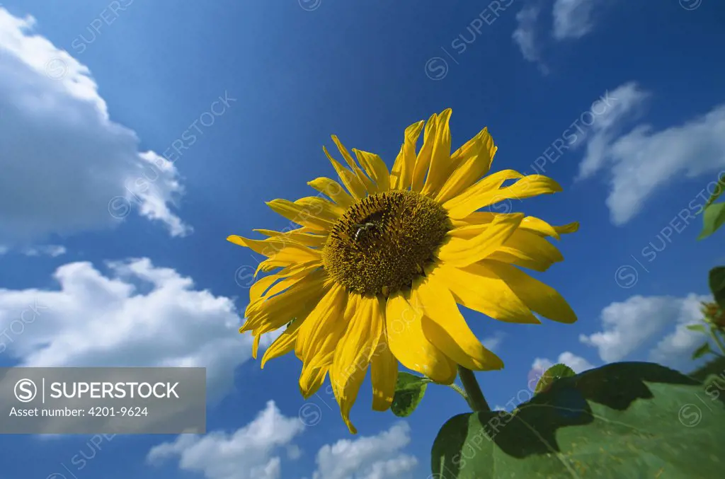 Common Sunflower (Helianthus annuus) with blue sky behind, Germany