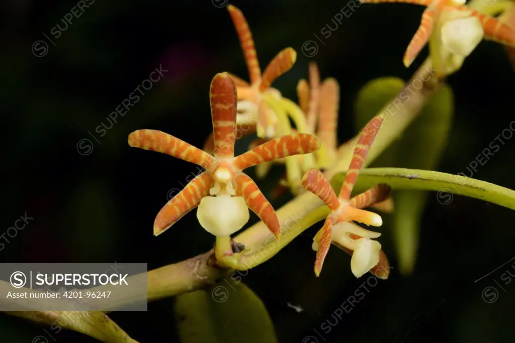 Orchid (Trichoglottis kinabaluensis) flowers, Mount Kinabalu National Park, Borneo, Malaysia