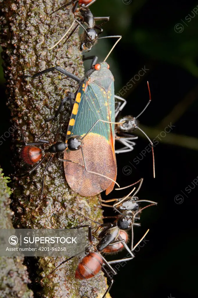 Giant Forest Ant (Camponotus gigas) tending to Fulgorid Planthopper (Scamandra polychroma) for honeydew secretions, Gunung Mulu National Park, Borneo, Malaysia