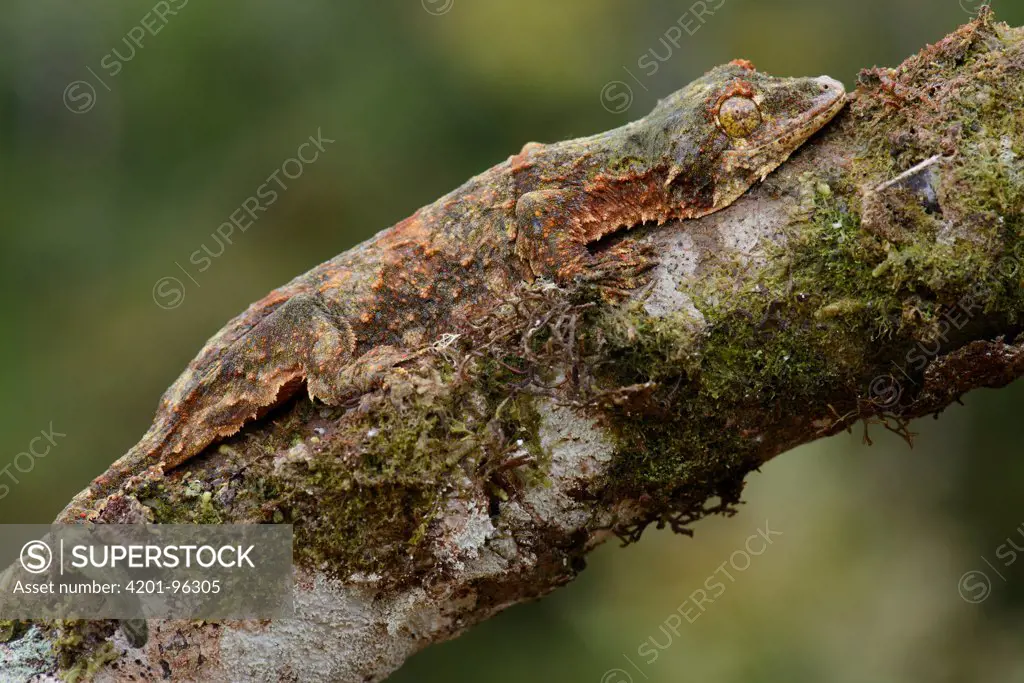 Sabah Flying Gecko (Ptychozoon rhacophorus) camouflaged on branch, Pulong Tau National Park, Borneo, Malaysia