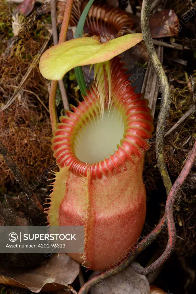 Villose Pitcher Plant (Nepenthes villosa) pitcher, Mount Tambuyukon form, Gunung Tambuyukon, Mount Kinabalu National Park, Borneo, Malaysia